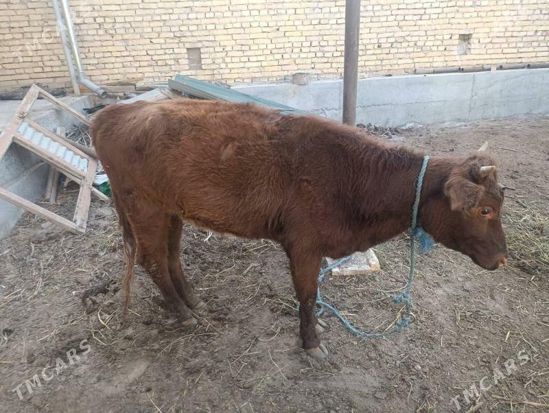 Unajynlar - Çärjew - img 4