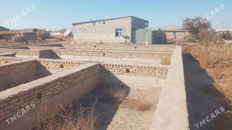 ucaska jay - Гороглы (Тагта) - img 3