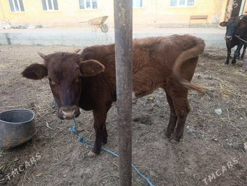 Unajynlar - Çärjew - img 2