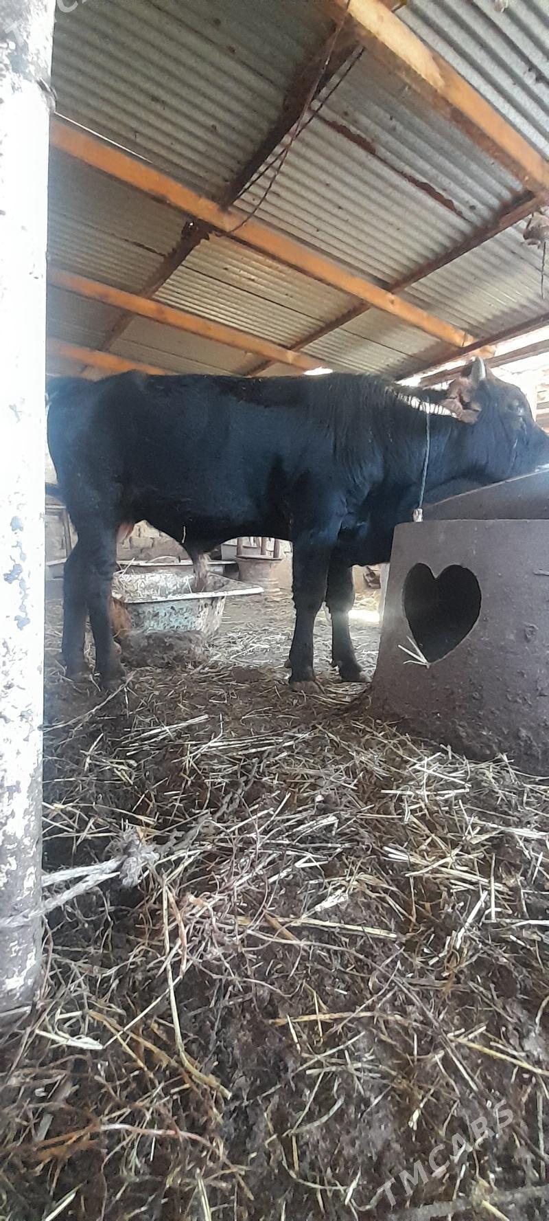 OKUZ - Ашхабад - img 3