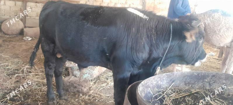 OKUZ - Ашхабад - img 2