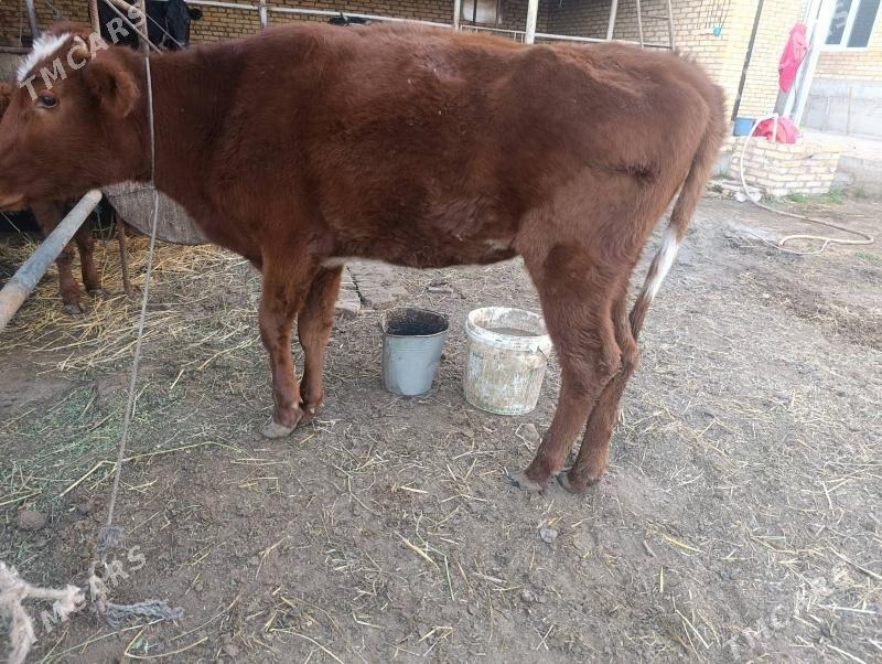 Unajynlar - Çärjew - img 1