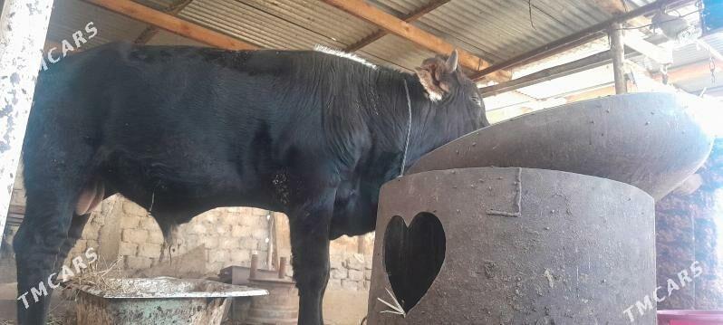 OKUZ - Ашхабад - img 1