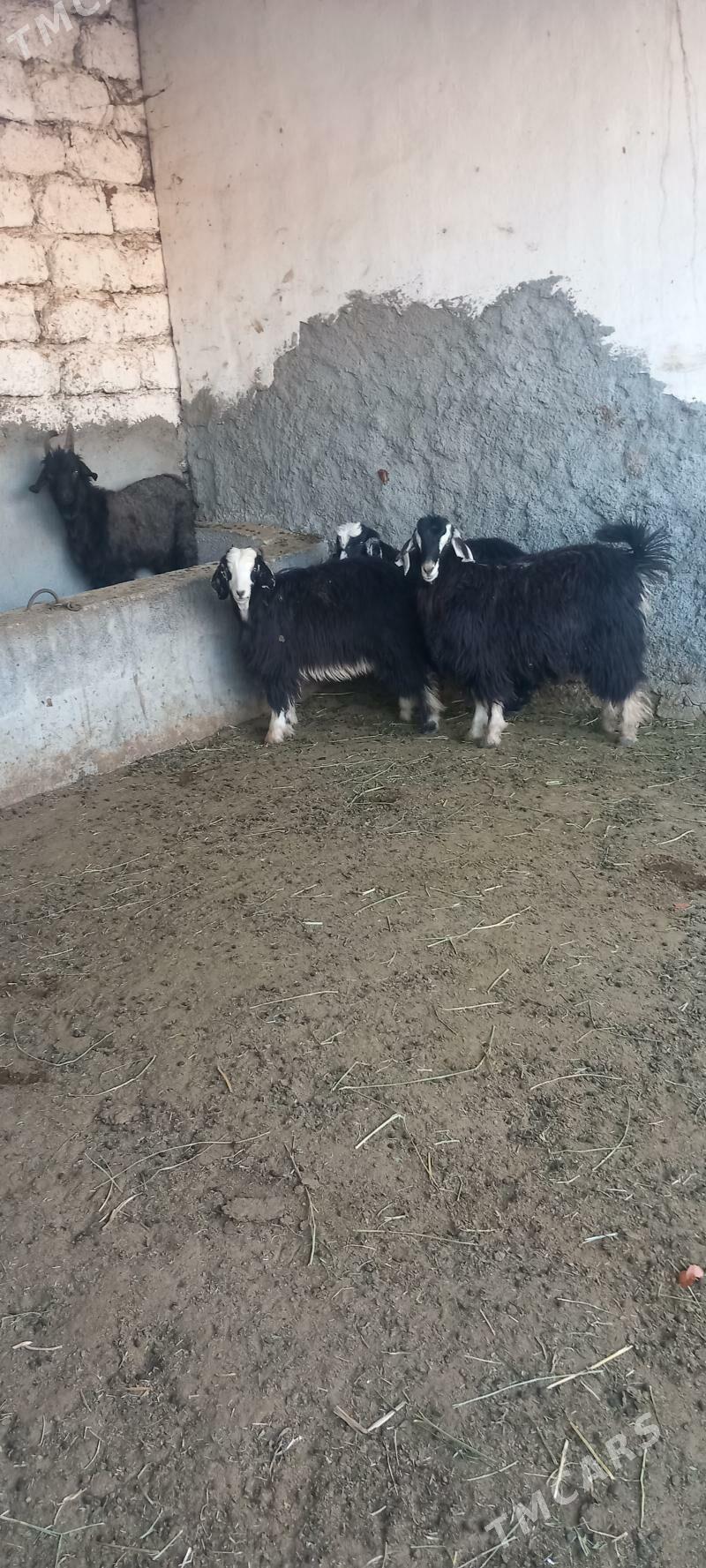 ÇEWIS - Aşgabat - img 2