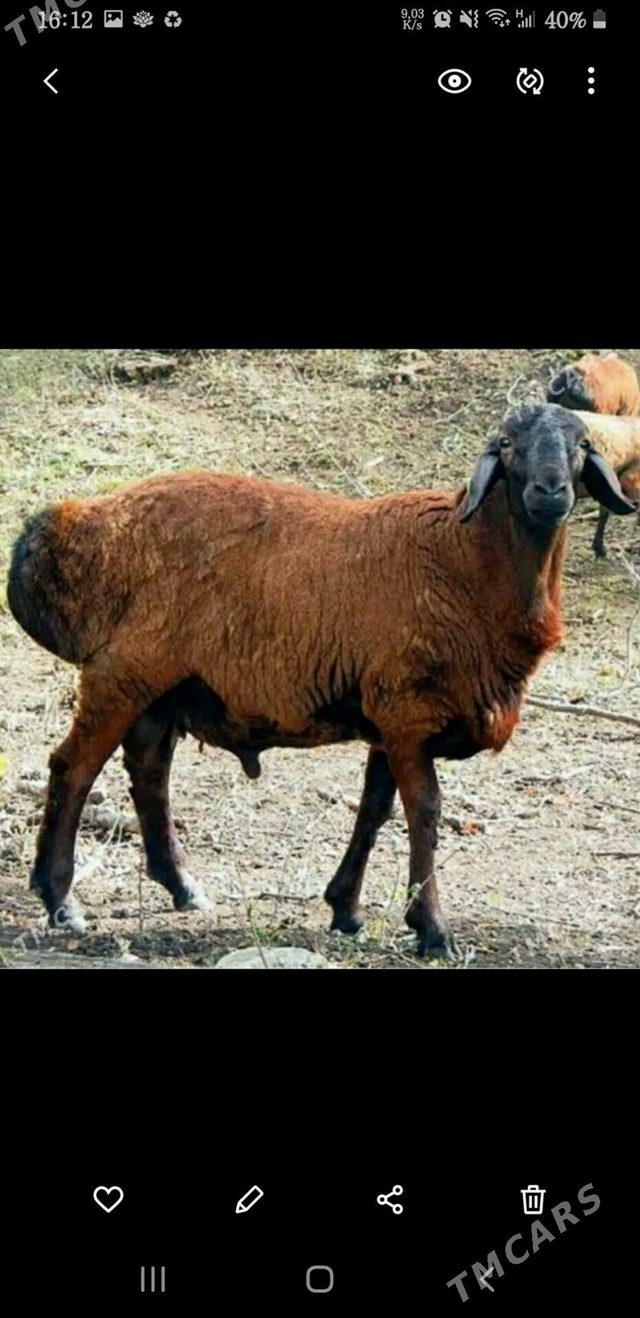 Кочкарь - Туркменабат - img 3