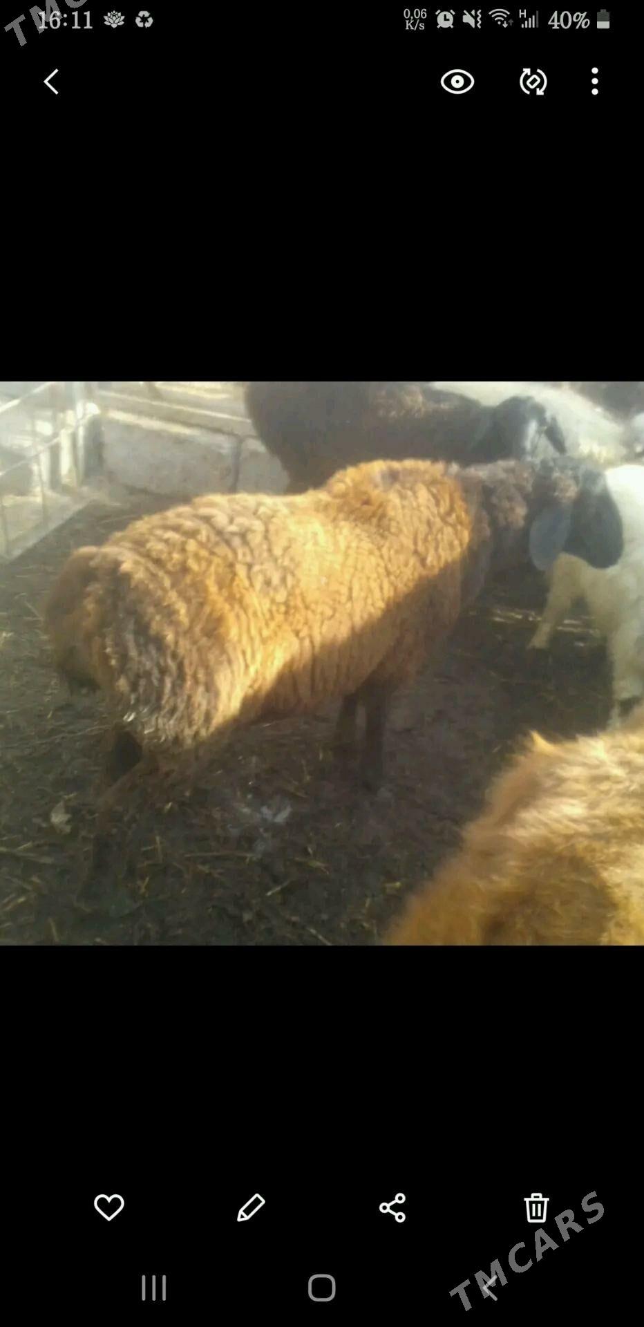 Кочкарь - Туркменабат - img 2