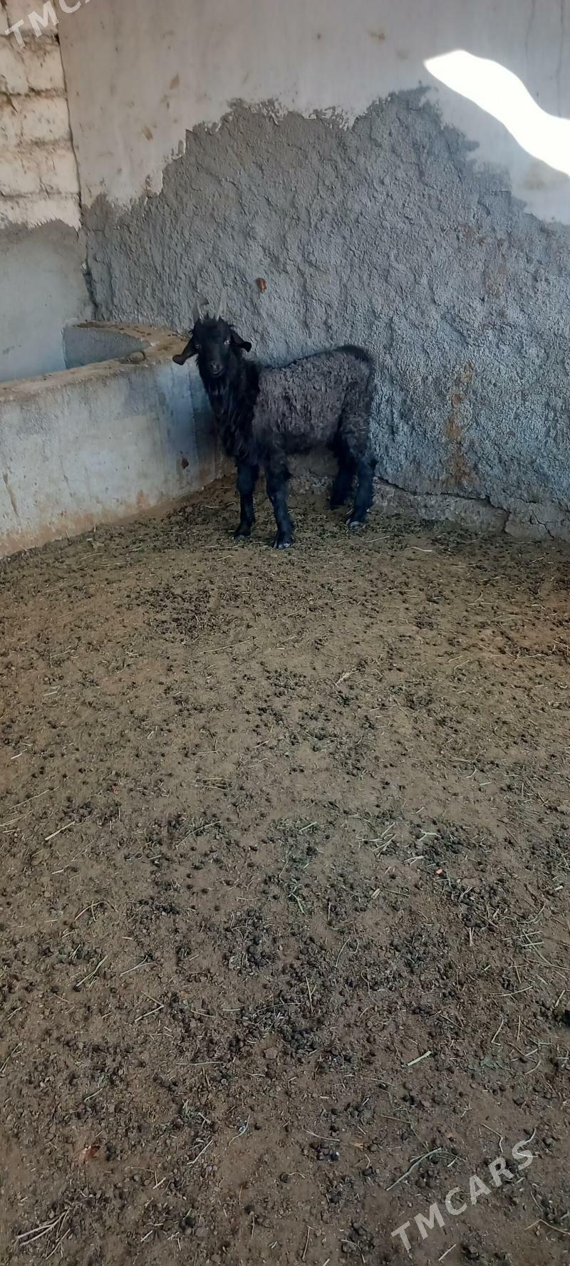 ÇEWIS - Aşgabat - img 4