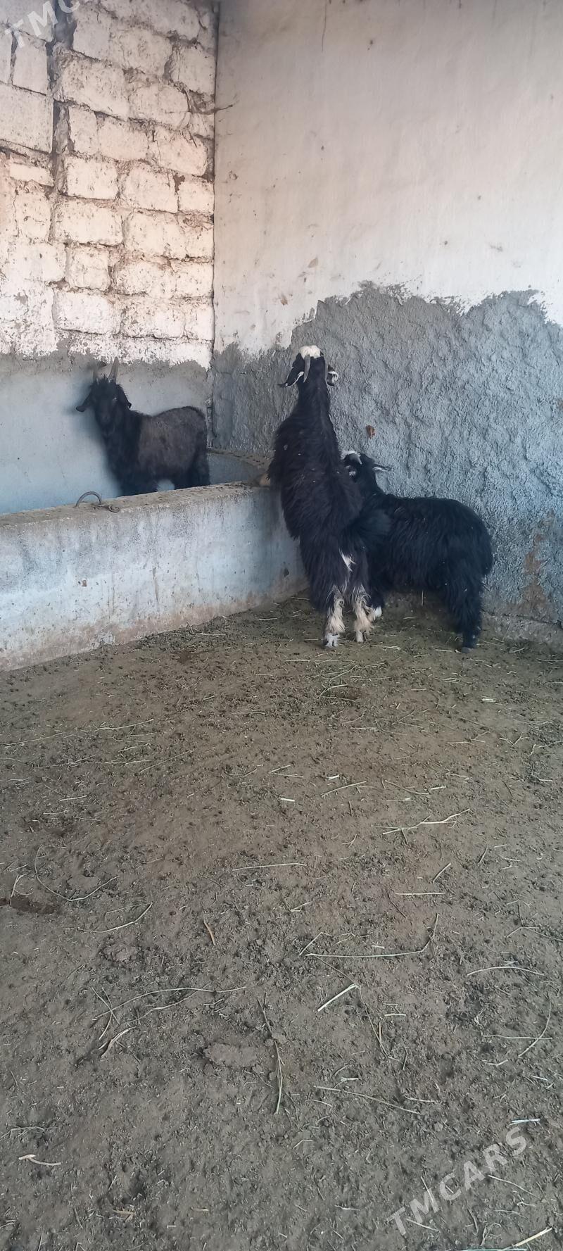 ÇEWIS - Aşgabat - img 3