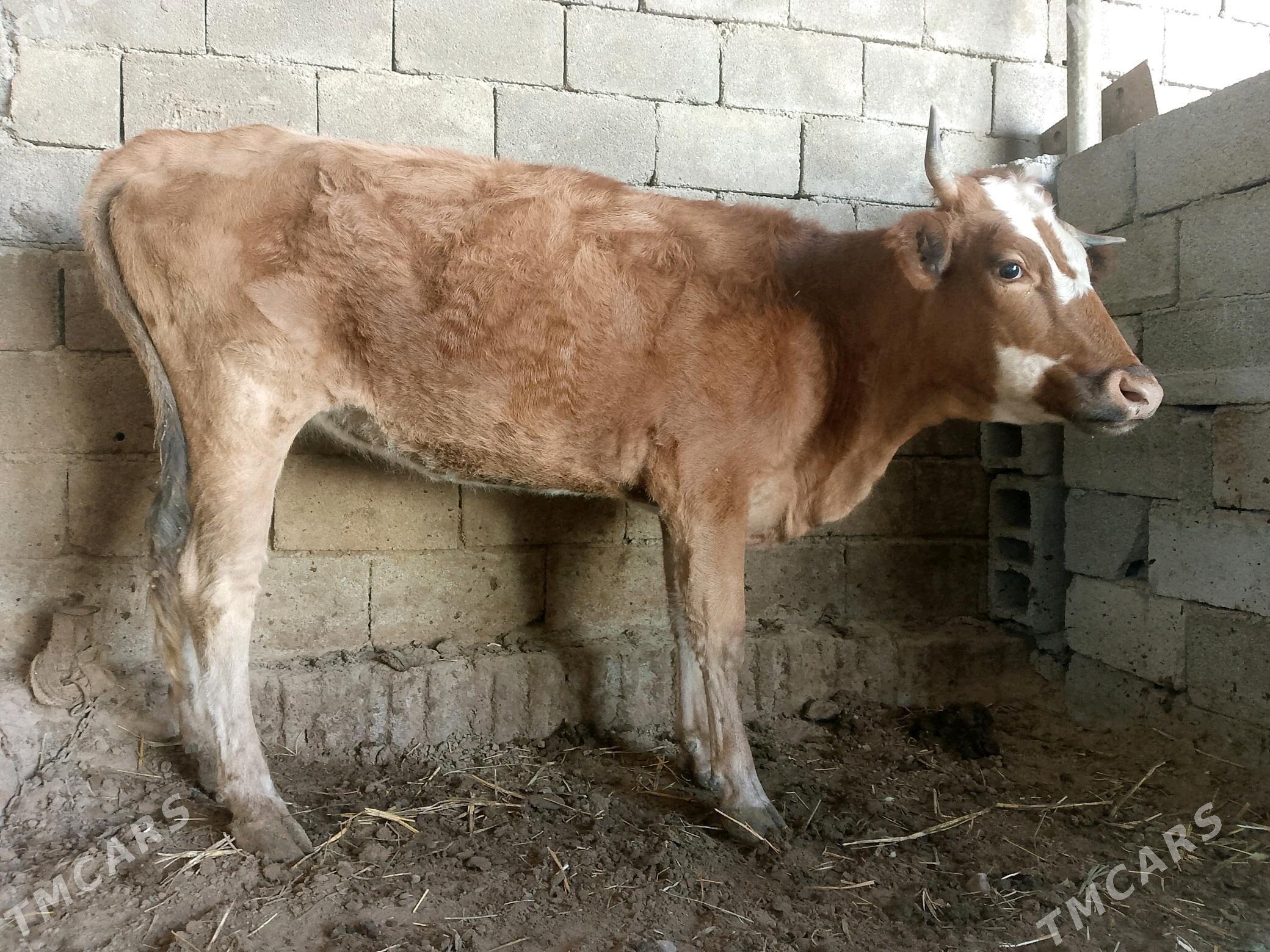 Tüwe - Бузмеин - img 2