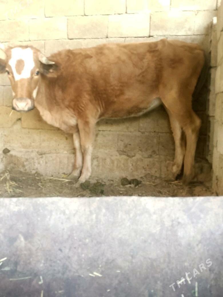 Tüwe - Бузмеин - img 3