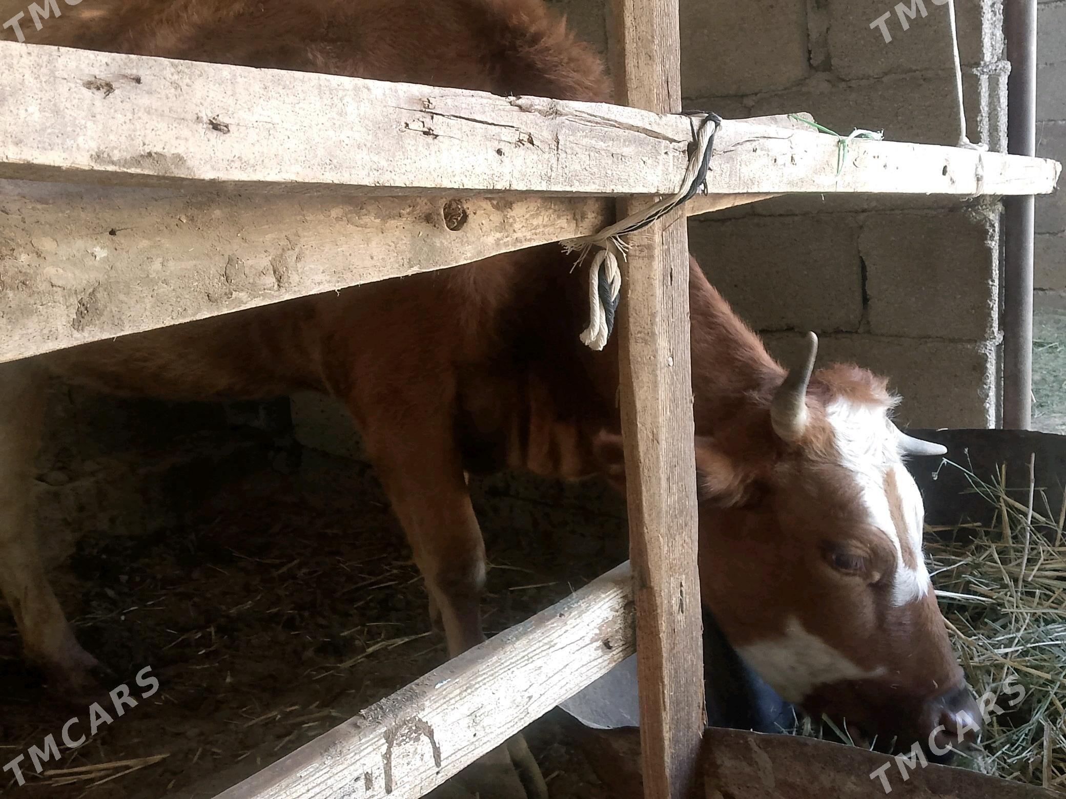 Tüwe - Бузмеин - img 4