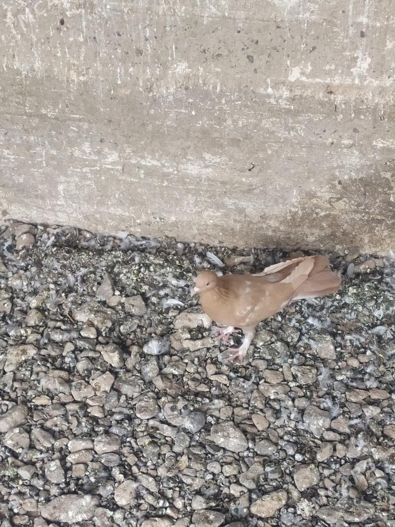 kepderi - Gyzylarbat - img 1