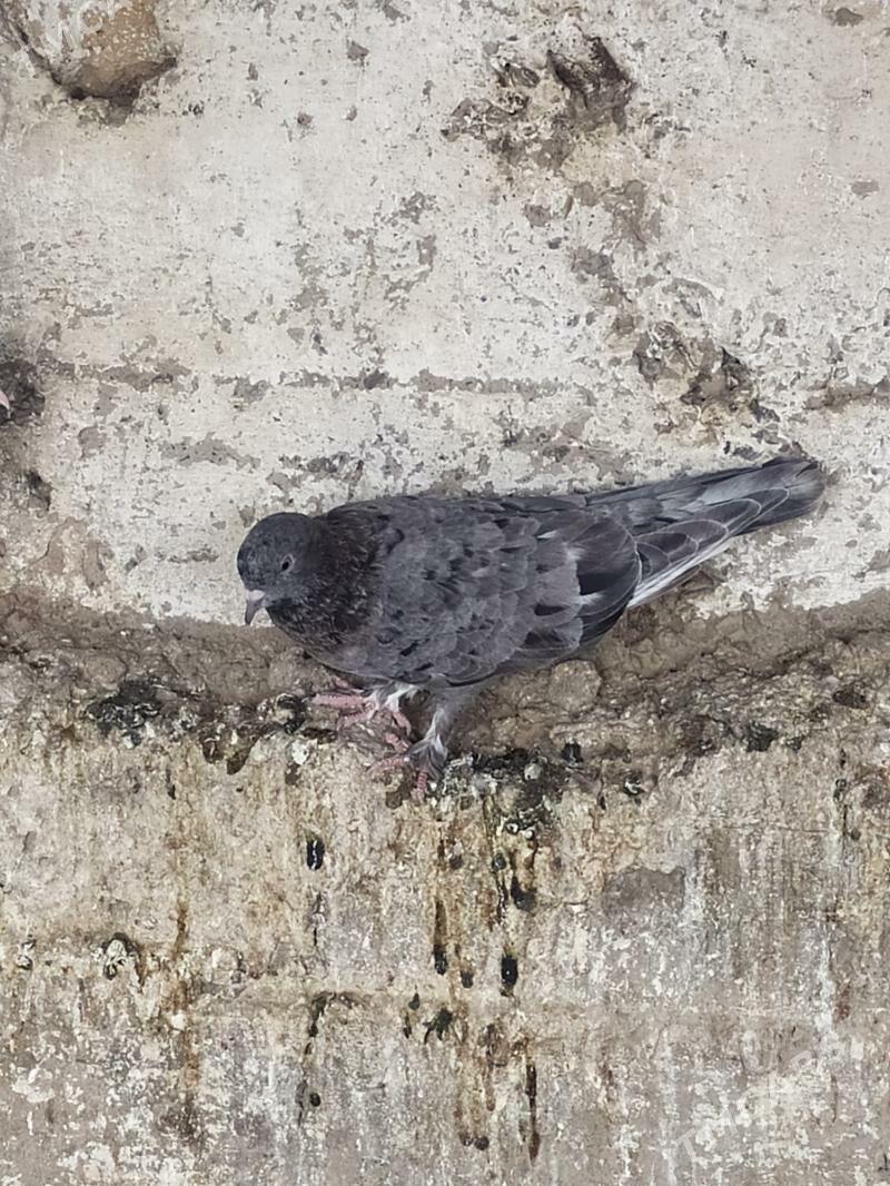 kepderi - Gyzylarbat - img 2