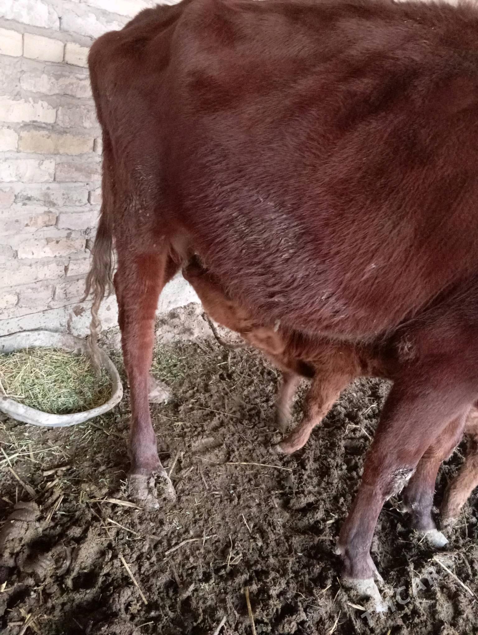 Saglyk sygyr - Çärjew - img 3