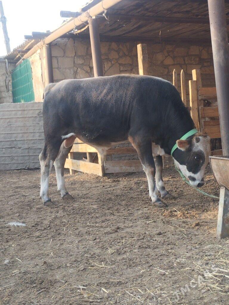 Tohum okuz - Балканабат - img 4