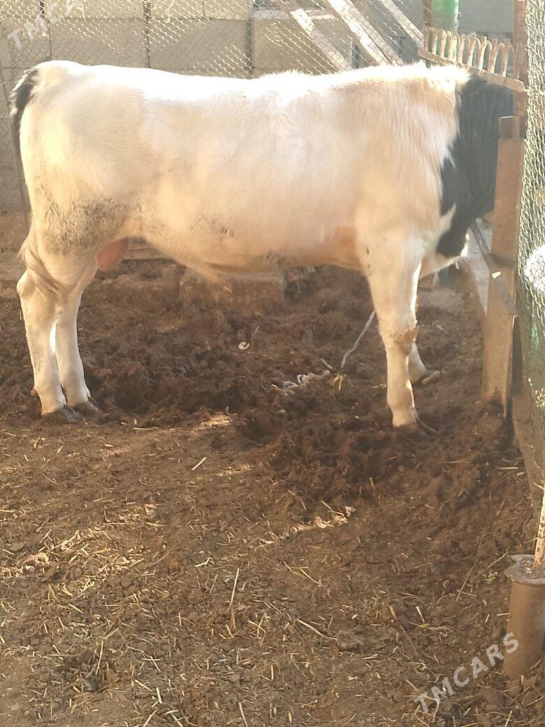 okuz - Aşgabat - img 3