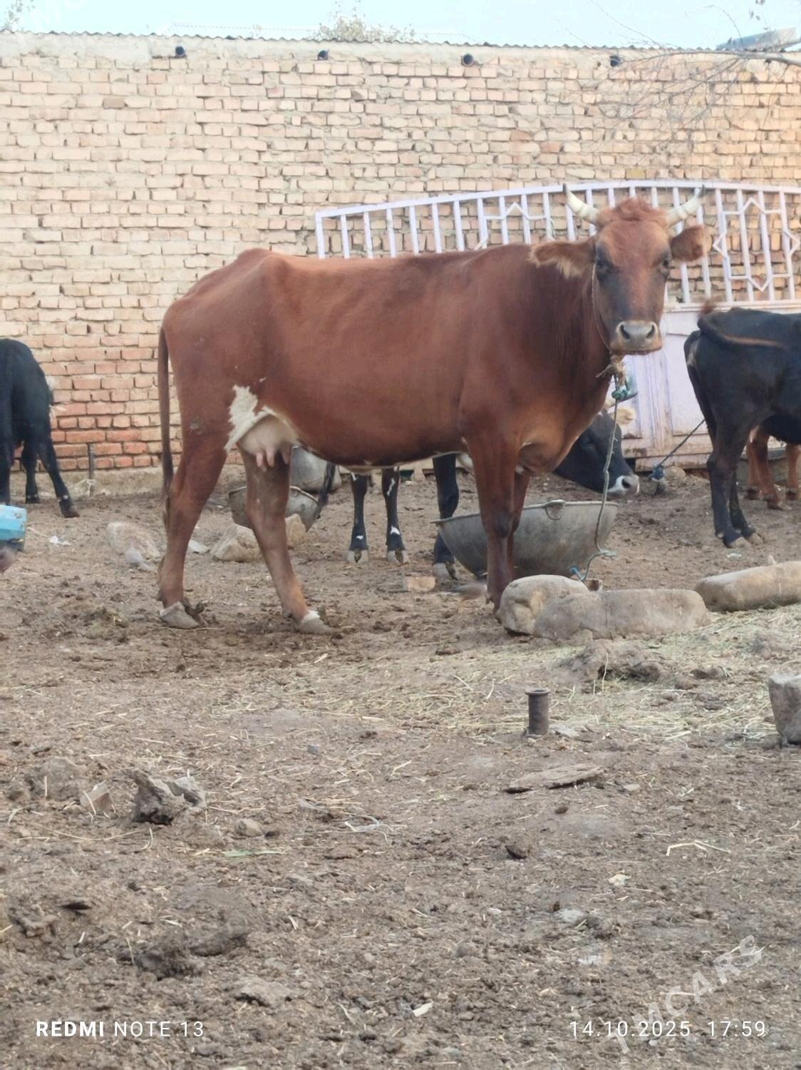 sygyr - Bäherden - img 3