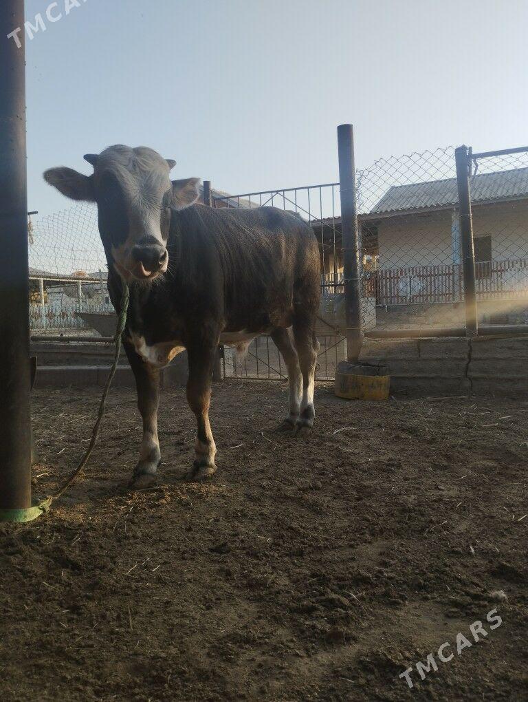 Tohum okuz - Балканабат - img 2