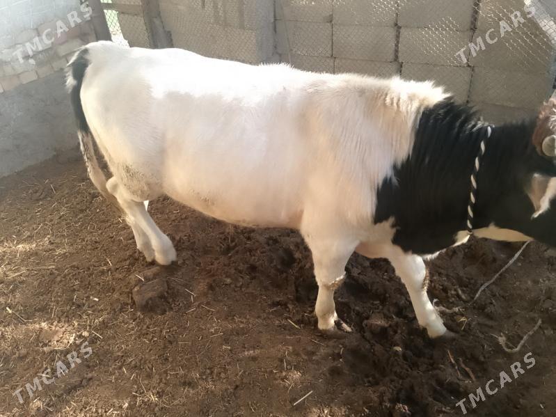 okuz - Aşgabat - img 2