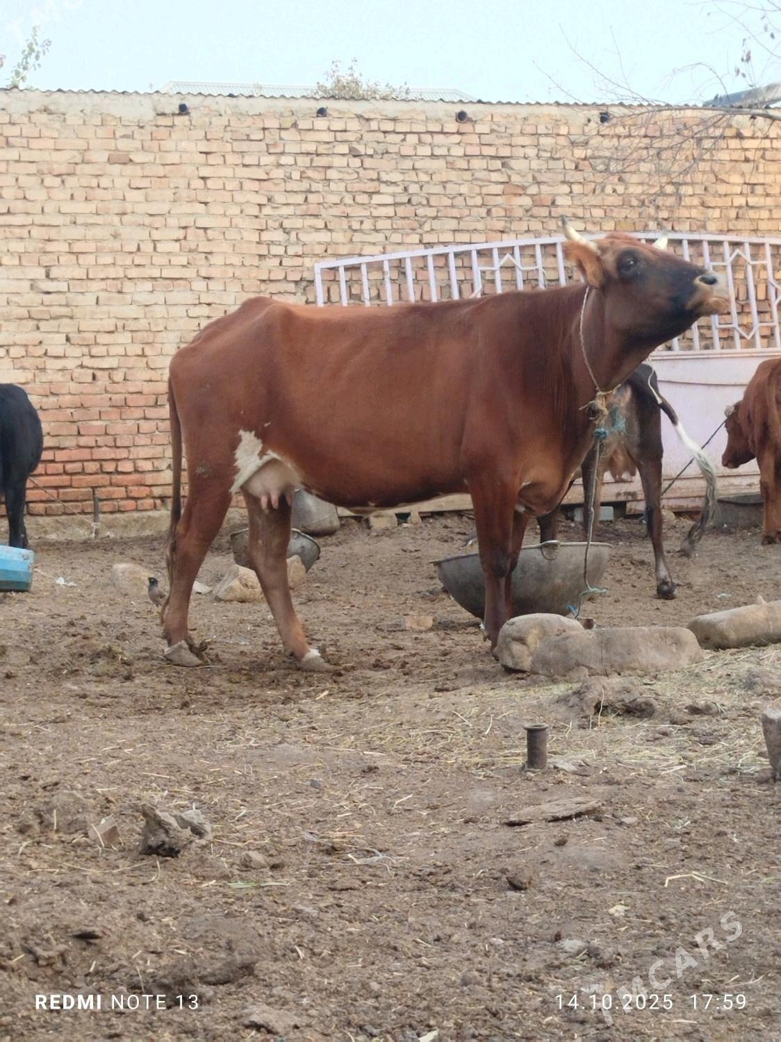 sygyr - Bäherden - img 2