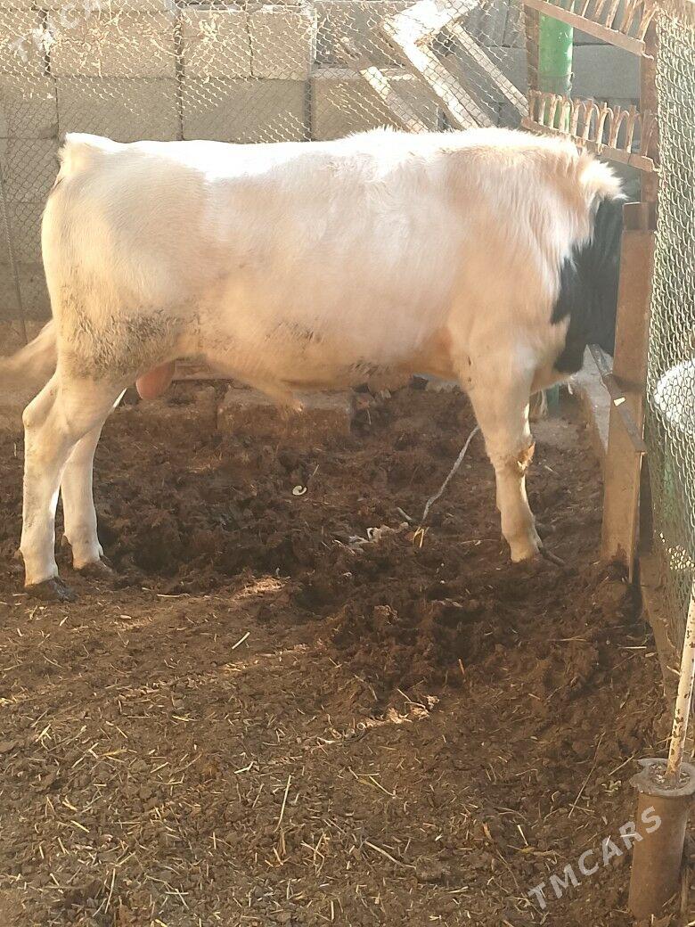 okuz - Aşgabat - img 1