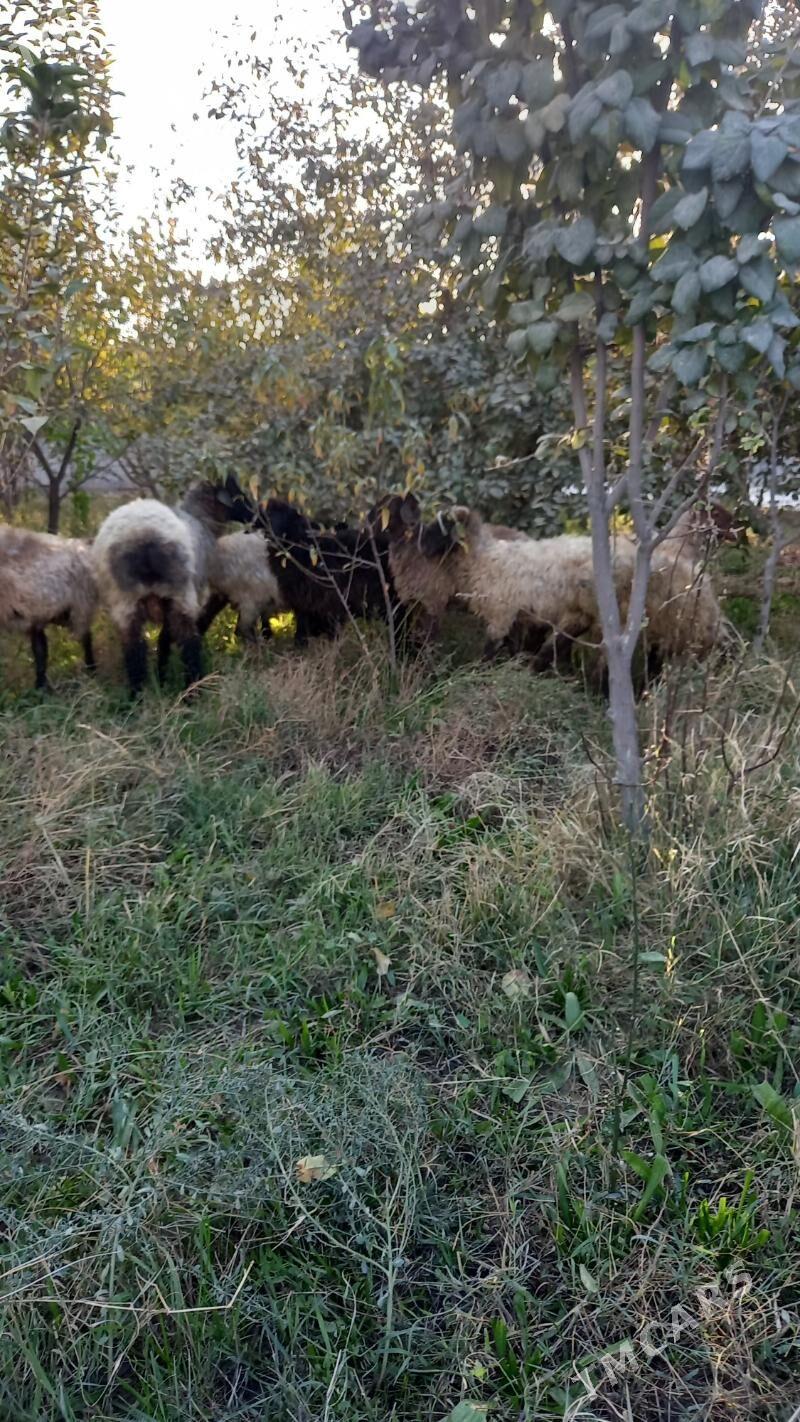 tokly - Бахарден - img 7