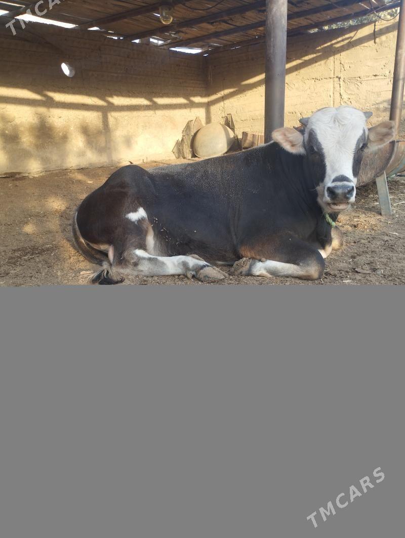 Tohum okuz - Балканабат - img 3