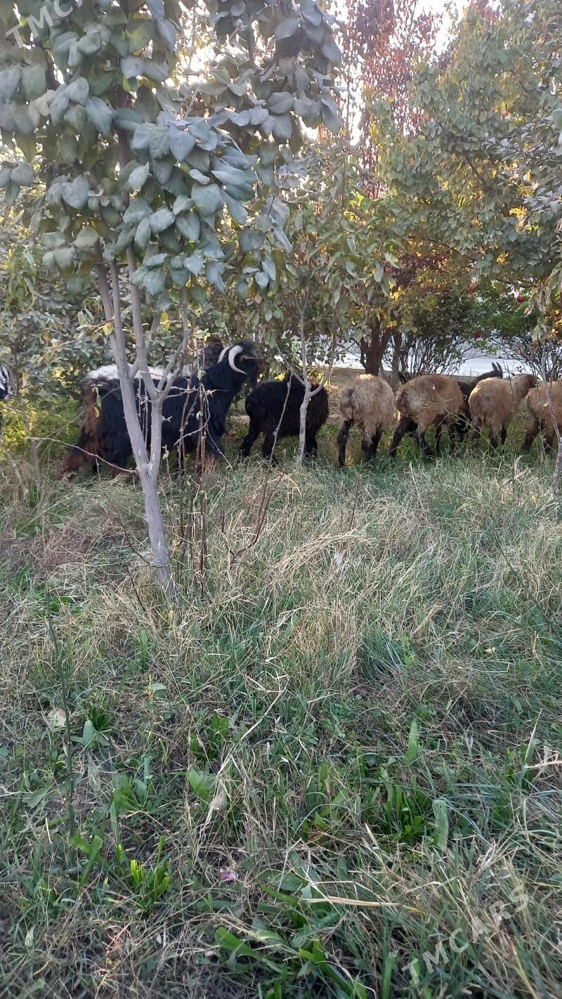 tokly - Бахарден - img 3