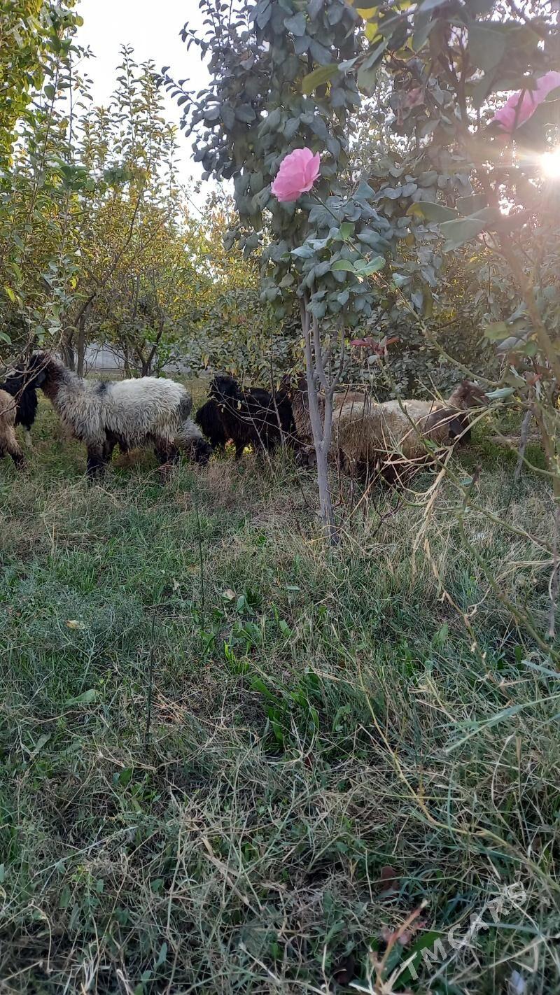 tokly - Бахарден - img 8