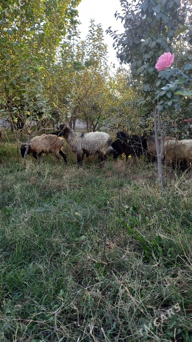 tokly - Бахарден - img 9