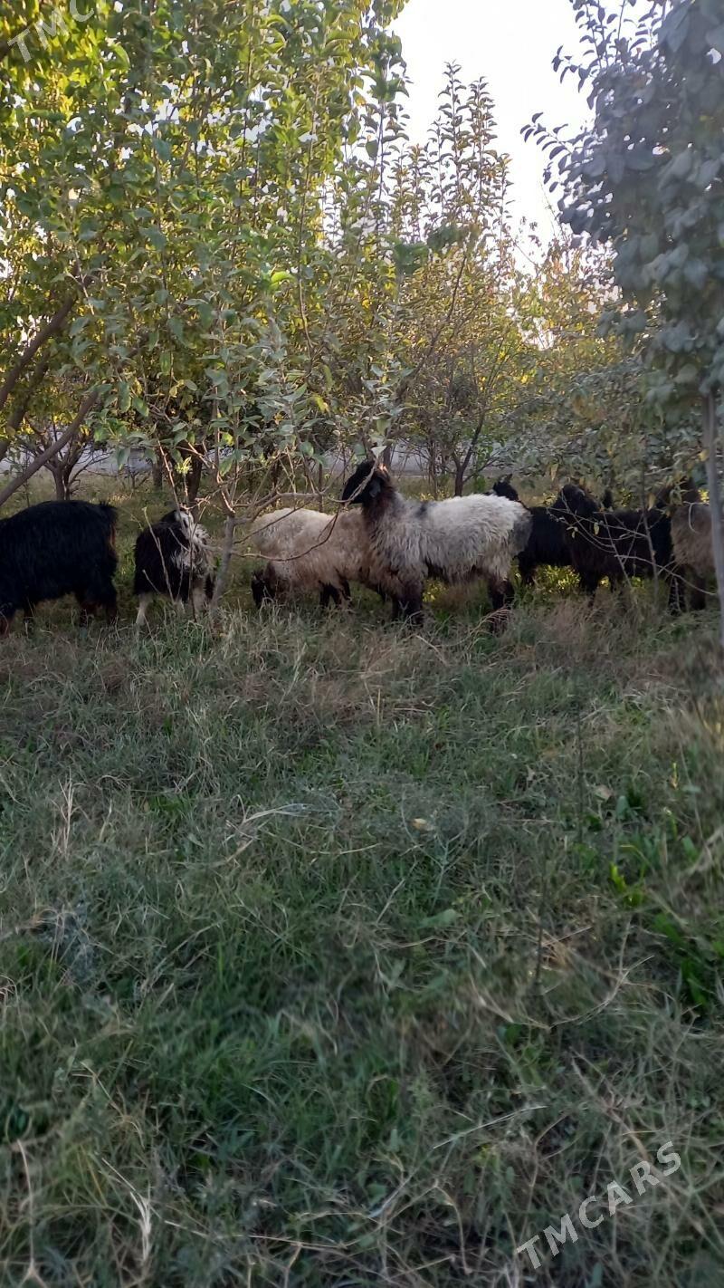 tokly - Бахарден - img 10