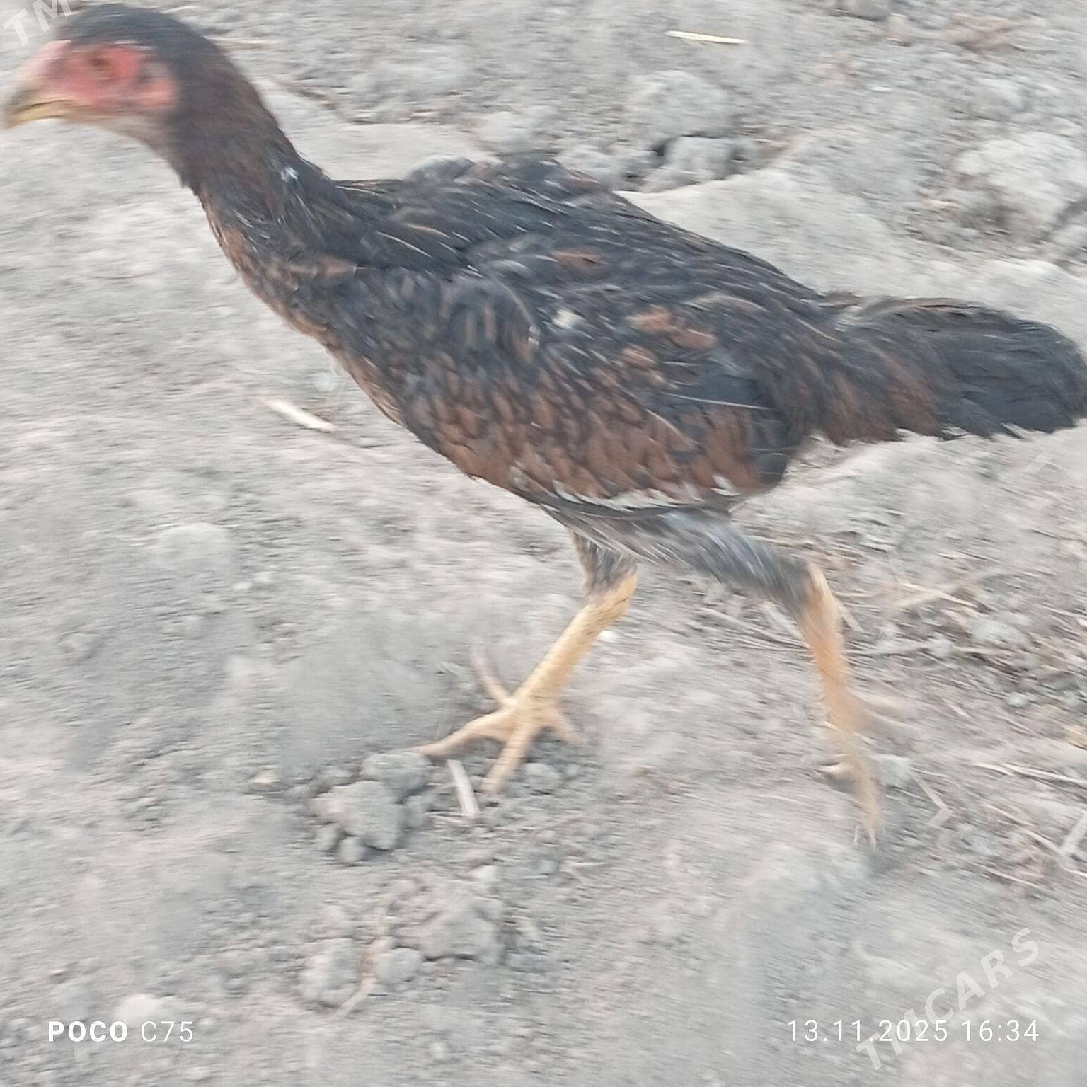 Towuk baysy - Чарджоу - img 3