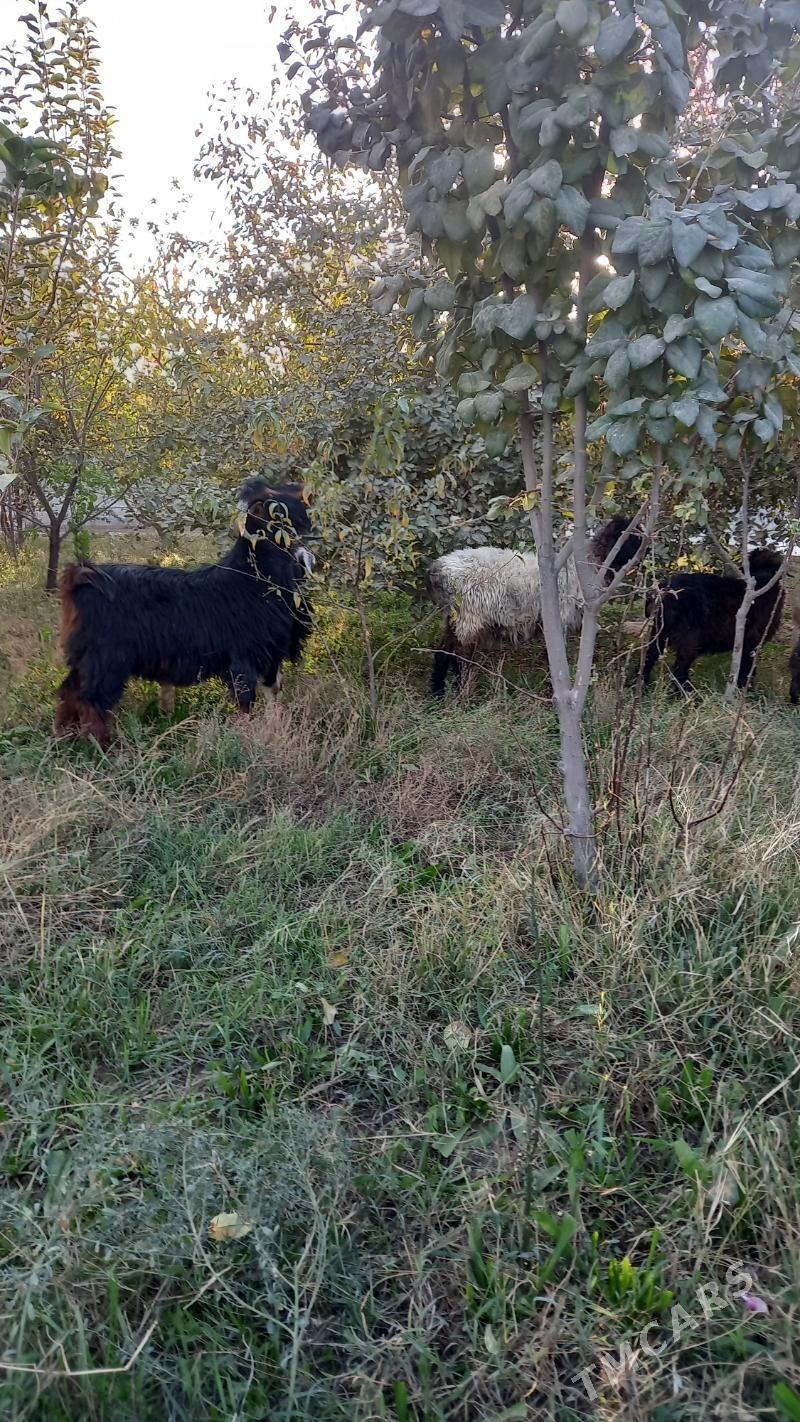 tokly - Бахарден - img 4