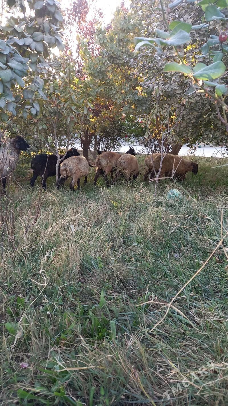 tokly - Бахарден - img 5