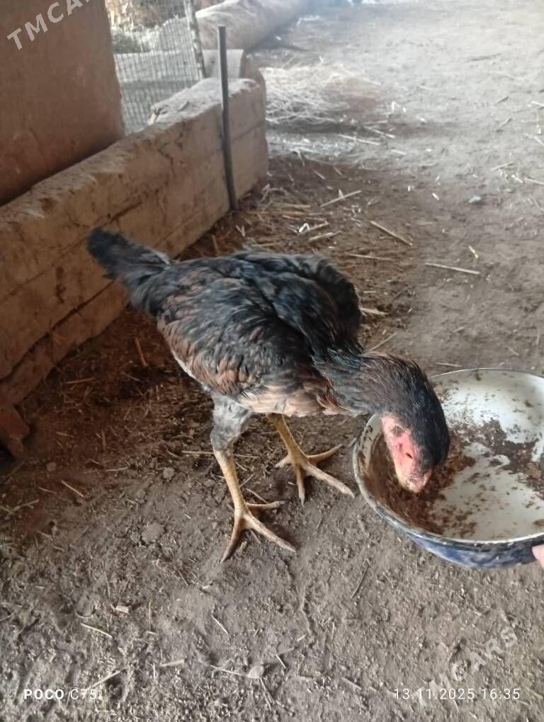 Towuk baysy - Чарджоу - img 2