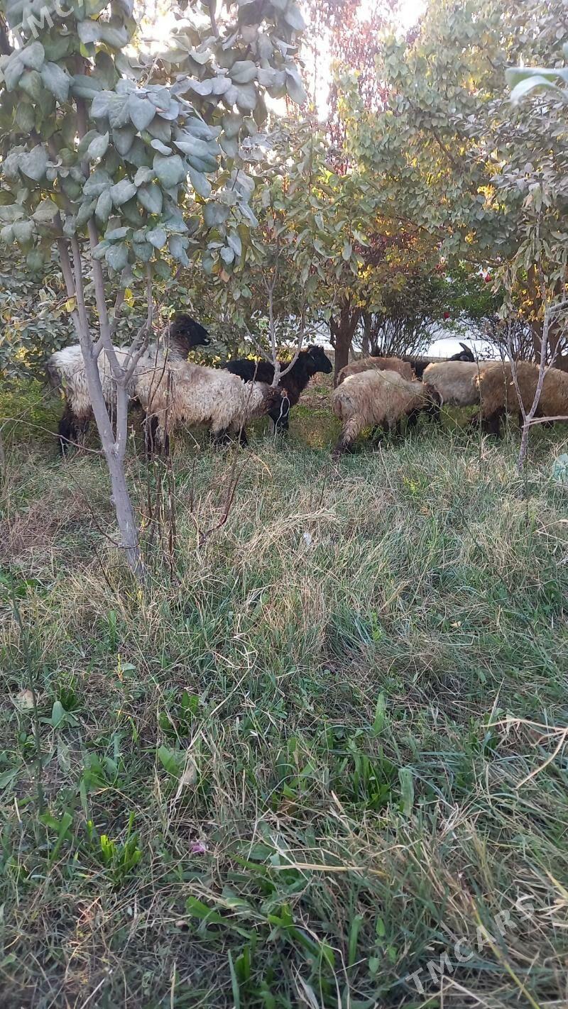 tokly - Бахарден - img 6