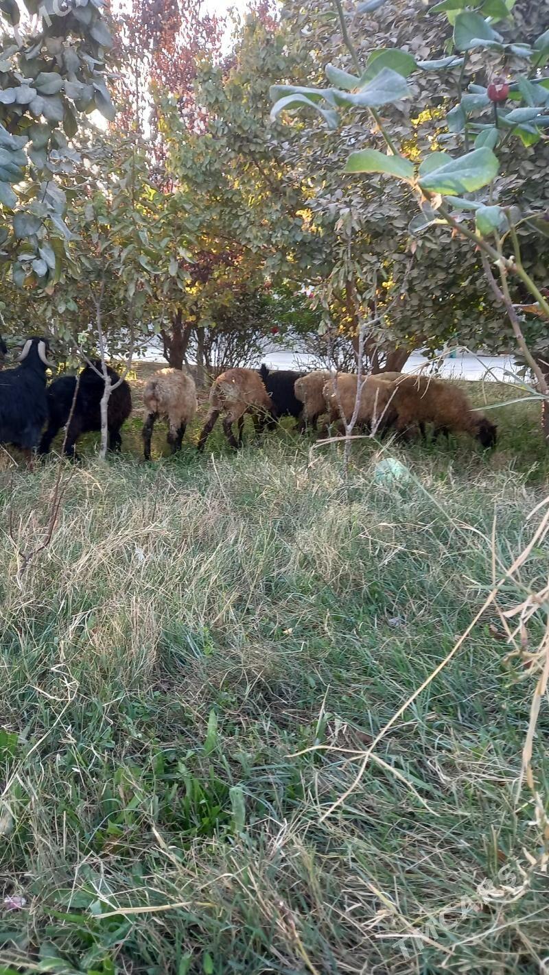 tokly - Бахарден - img 2