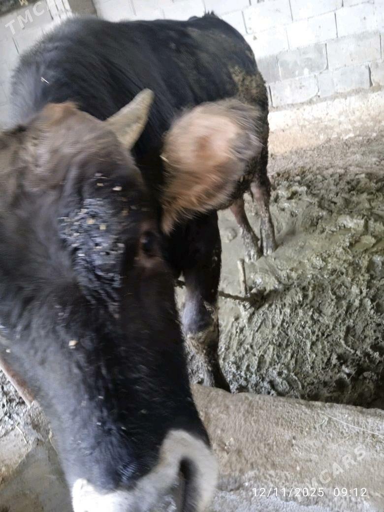 okuz - Bäherden - img 3