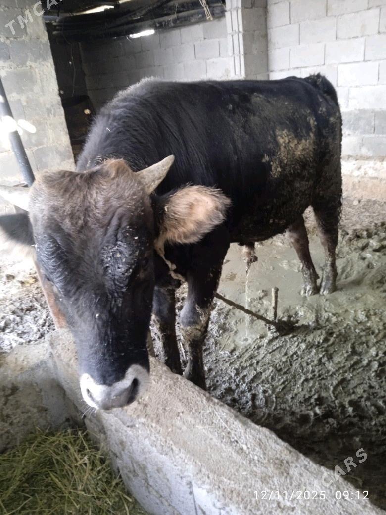 okuz - Bäherden - img 2