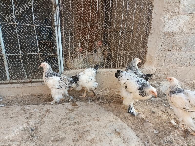 brama juyje - Балканабат - img 2