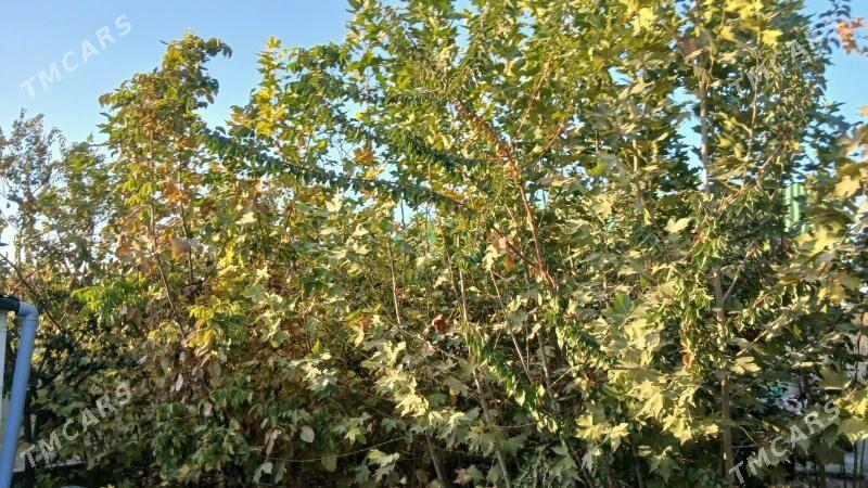 Çynar Baglar - Aşgabat - img 2