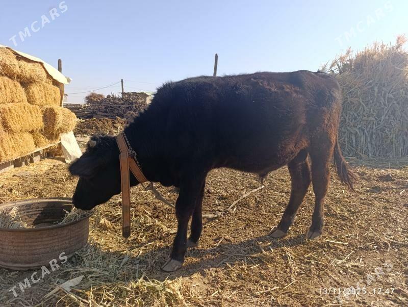 öküz - Büzmeýin - img 3