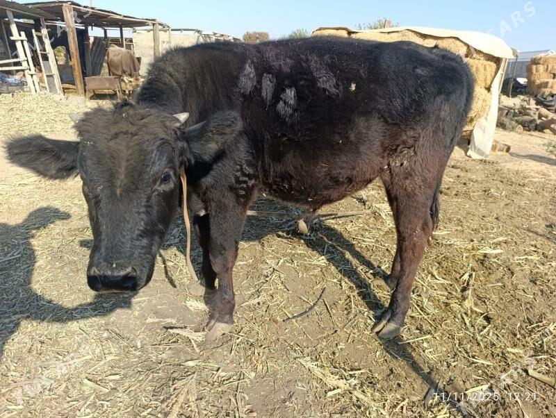 öküz - Büzmeýin - img 2