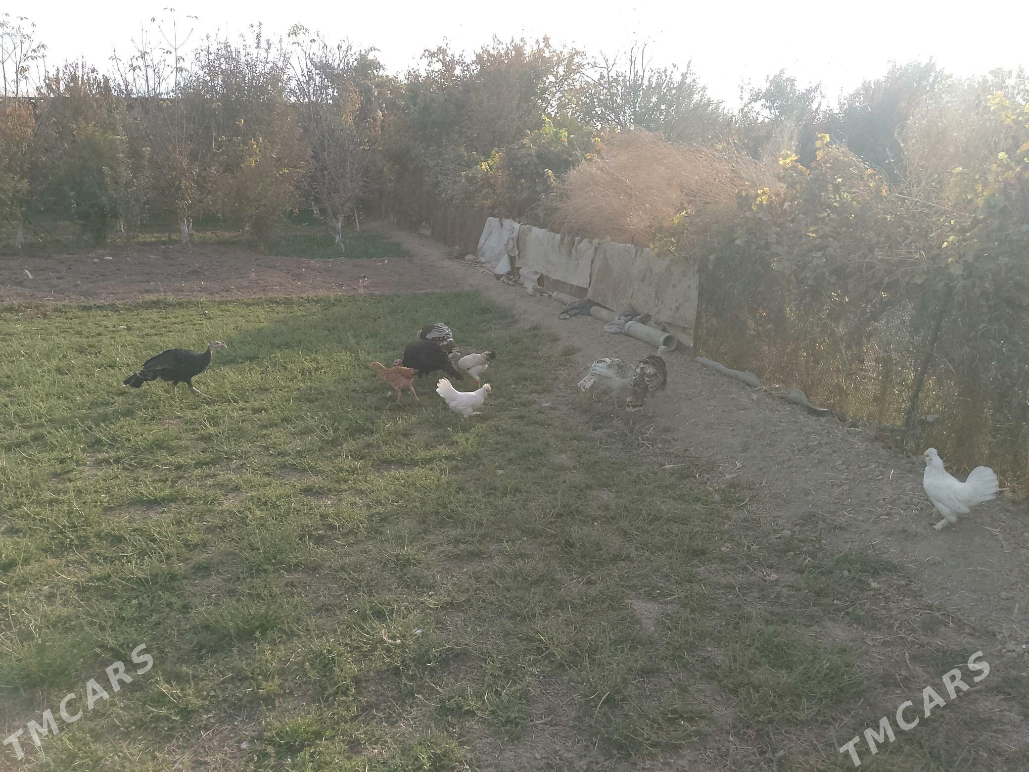 induklar - Туркменабат - img 2