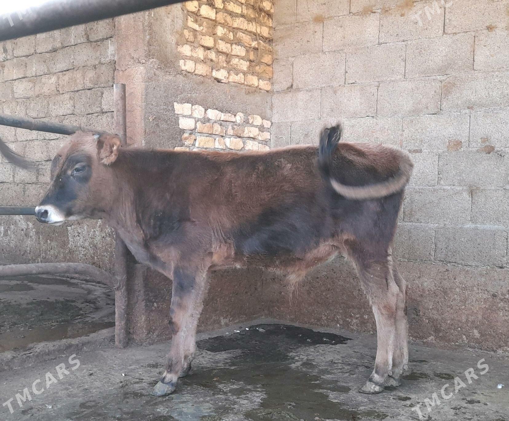 öküz - Garadamak Şor - img 2