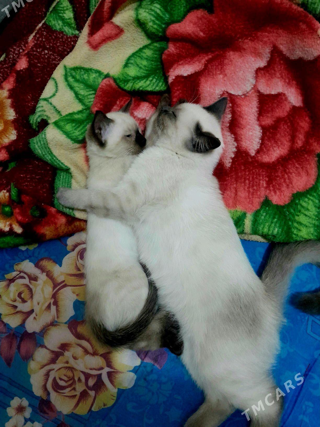 Сиамиски парода - Дашогуз - img 2