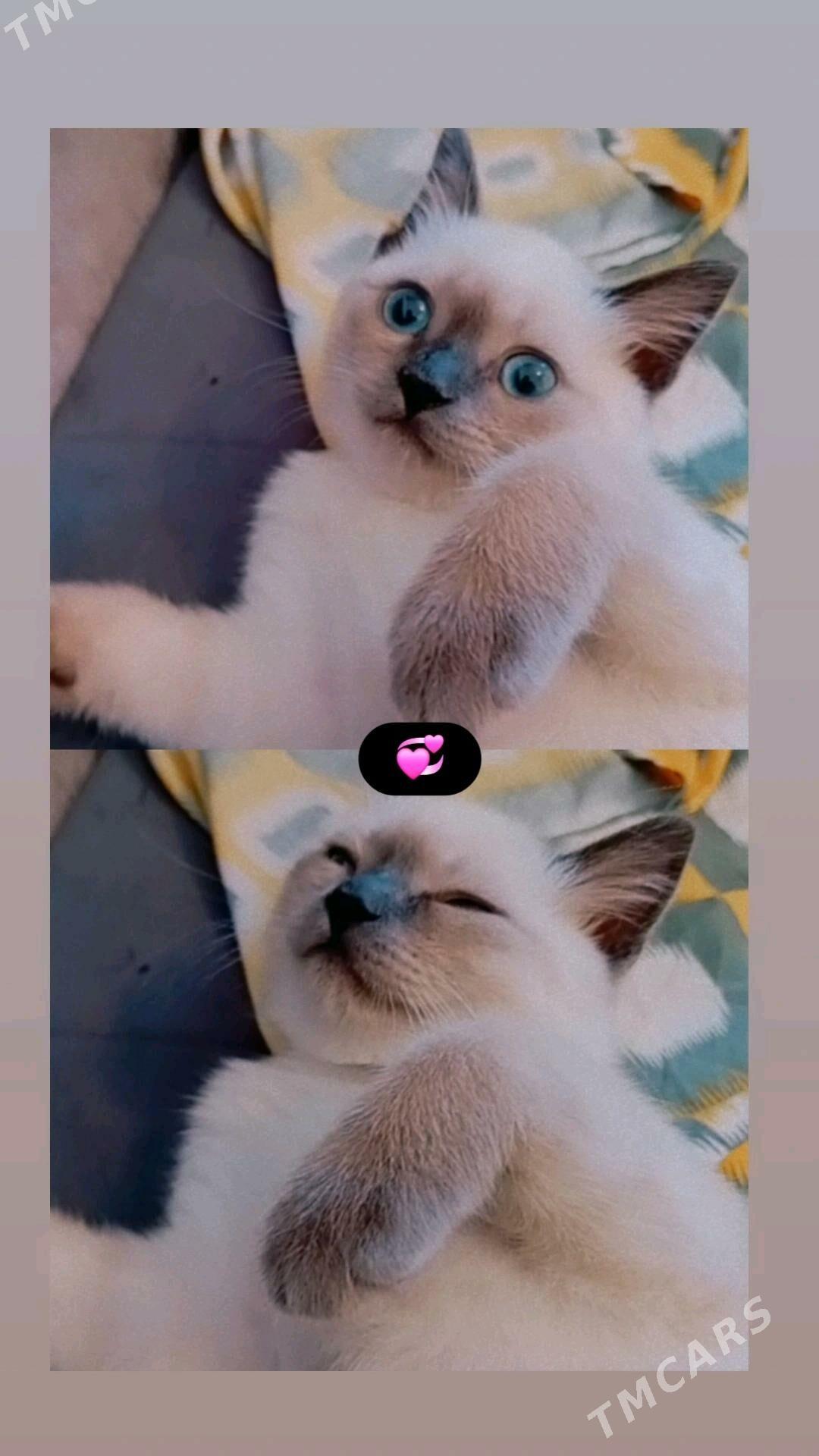 Сиамиски парода - Дашогуз - img 3