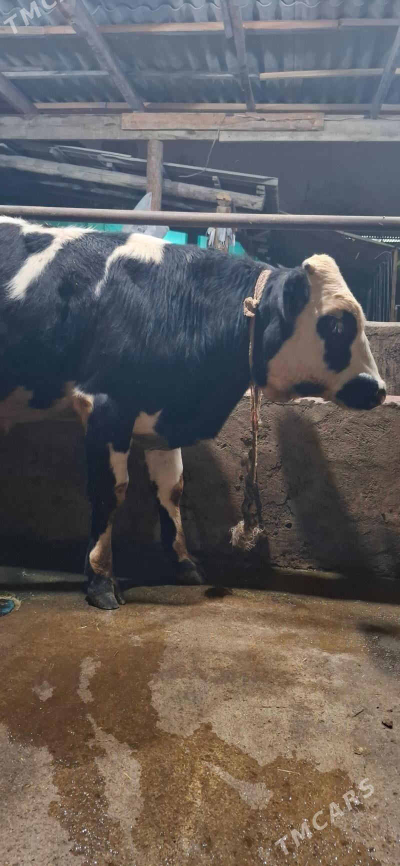 окузлер - Хитровка - img 10