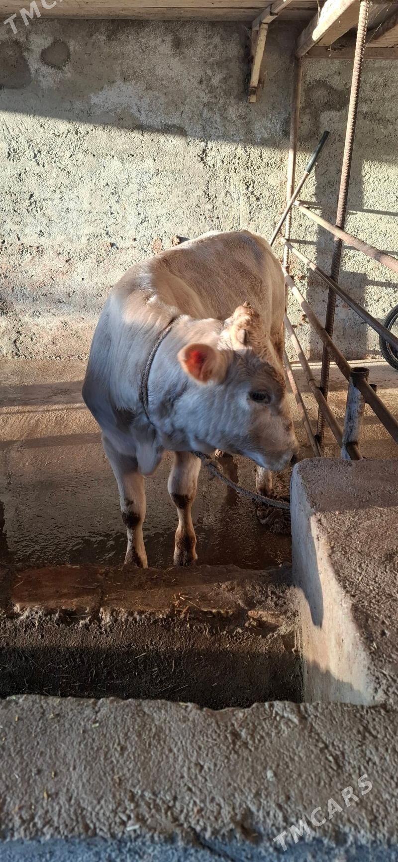 окузлер - Хитровка - img 2