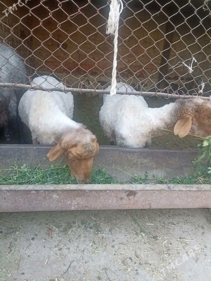 goyun - Бахарден - img 2